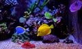 Coral reef aquarium fishes Royalty Free Stock Photo