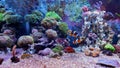 Coral reef aquarium tank Royalty Free Stock Photo