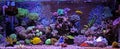 Coral Reef Aquarium Tank