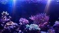 Coral reef aquarium tank