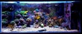 Coral reef aquarium tank scene with fishes