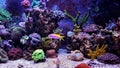 Coral Reef Aquarium Tank Scene Royalty Free Stock Photo