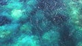 Coral Reef Background, Camera Flies Over the Ocean. Seamless Looping 3D Animation. 4K 3840x2160