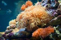 Coral reef Royalty Free Stock Photo
