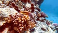 Reef with beautiful fish on the background of the blue sea under the water Royalty Free Stock Photo