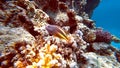 reef with beautiful fish on the background of the blue sea under the water Royalty Free Stock Photo