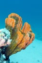 Coral reef with beautiful great orange sponge - underwater Royalty Free Stock Photo