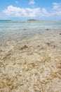 Coral reef, Belize. Royalty Free Stock Photo