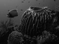 Coral reef in black and white