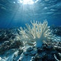 A coral reef bleached and dying Royalty Free Stock Photo
