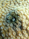 Coral reef blenny fish hiding Royalty Free Stock Photo