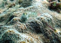 Coral reef blenny fish hiding Royalty Free Stock Photo