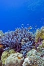 Coral reef with blue hard corals at the bottom of tropical sea