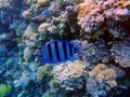 Coral reef in blue hole and parrot fish Royalty Free Stock Photo