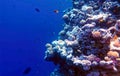 Coral reef in blue hole and parrot fish Royalty Free Stock Photo