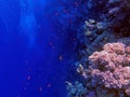 Coral reef in blue hole and parrot fish Royalty Free Stock Photo