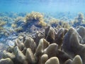 Coral reef and blue sea water with sunlight rays. Coral reef underwater photo. Tropical sea shore snorkeling or diving. Royalty Free Stock Photo