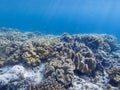 Coral reef and blue sea water. Coral reef underwater photo. Tropical sea shore snorkeling or diving. Royalty Free Stock Photo