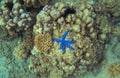 Coral reef and blue starfish top view. Starfish on sea shore underwater photo. Royalty Free Stock Photo