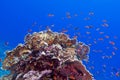 Coral reef at the bottom of tropical sea with exotic fishes anthias and fire coral on blue water background Royalty Free Stock Photo