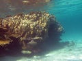 Coral reef at the bottom of tropical sea under the water surface