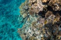 Coral reef bright colored visible through azure water