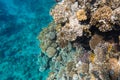 Coral reef bright colored visible through azure water