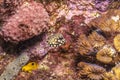 Caribbean coral reef Royalty Free Stock Photo
