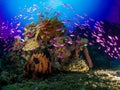 Reef Life Central Sulawesi Indonesia