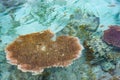 Coral reef close up in the turquoise transparent water of tropical sea. Uncontaminated environment in the Togian Islands or Togean Royalty Free Stock Photo