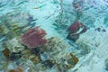 Coral reef close up in the turquoise transparent water of tropical sea. Uncontaminated environment in the Togian Islands or Togean Royalty Free Stock Photo