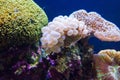 Coral Reef Royalty Free Stock Photo