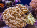 Coral Reef Royalty Free Stock Photo