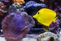 Coral Reef Royalty Free Stock Photo