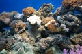 Coral reef Royalty Free Stock Photo