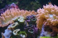 Coral reef corals on aquarium. Orange and purple colored.