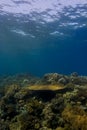 Coral reef crest under the surface Royalty Free Stock Photo