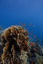 Coral-Reef in deep water with fishes around Royalty Free Stock Photo