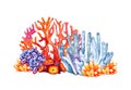 Coral reef. Different color polyps. Hand drawn watercolor illustration