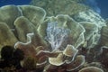 Coral reef with different shapes and textures of coral, on a blue background of water Royalty Free Stock Photo