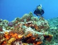 Coral Reef Diver