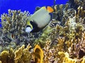 Coral reef and emperor angelfish Royalty Free Stock Photo