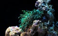 Coral reef Royalty Free Stock Photo