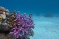 Coral reef with exotic fish on the bottom of sea Royalty Free Stock Photo