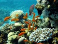 Coral reef with exotic fishes - Anthias Royalty Free Stock Photo