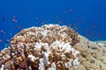 Coral reef with exotic fishes anthias and porites coral at the bottom of tropical sea