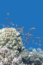 Coral reef with exotic fishes Anthias in tropical sea, underwate Royalty Free Stock Photo