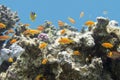 Coral reef with exotic fishes anthias in tropical sea, underwater