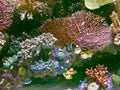 Coral reef with exotic fishes at colorful tropical sea