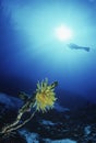 Coral Reef And Feather Star With Scuba Diver In Background Royalty Free Stock Photo